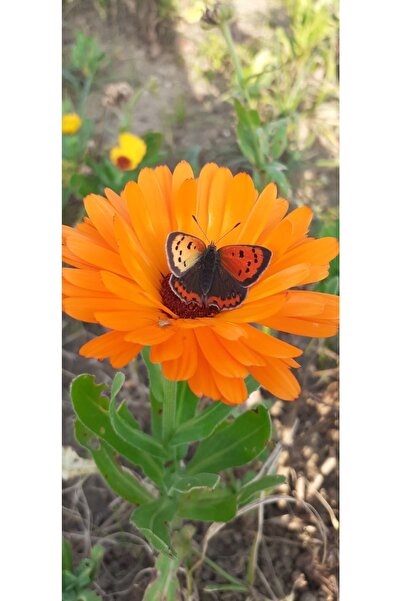 artemisiatıbbibitki Aynısefa Fidesi Saksıda - 14 Cm'lik Saksı