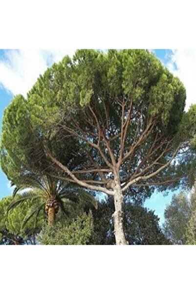 Kapuz fidancılık Fıstık Çamı Ağacı Fidanı Tüplü