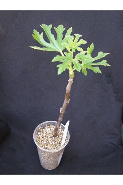 Kaliteli 50 Ml Bitki Köklendirme Hormonu + 6 Litre Köklendirme Perliti Ve Eğitim Kılavuzu