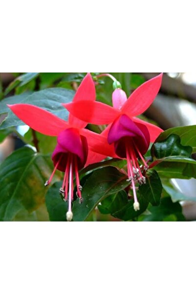 ATABEY ÇİÇEK Pembe Küpeli Çiçeği Fidanı Fidesi 15-25 cm