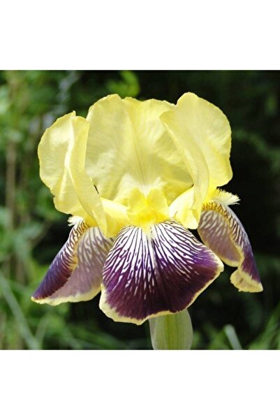 Genel Markalar Özel Renkli Süsen Çiçeği Soğanı 2 Adet