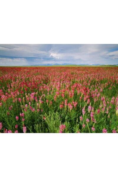 Tarımsal ve Hayvansal Ürünler Büyükbaş Hayvan Yemi Korunga Tohumu (2000 Adet)