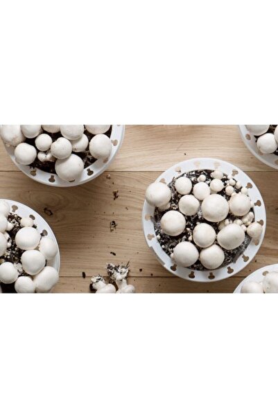 TohumGübre 100 gr Kültür Mantarı Tohumu Ve 12 Litre Kültür Mantarı Kompostu (MANTAR EKİM TORFU) Ve Kılavuz