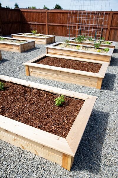 WOODENSA Ahşap Sebze Tarhı Ahşap Büyük Boy Bahçe Saksı Sebze Bahçesi 60x120 Cm