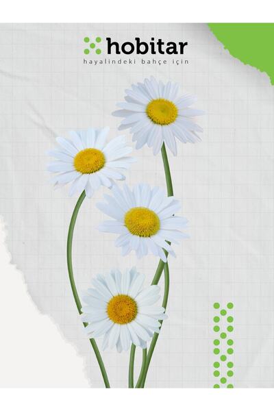 Genta Hobitar Alman Papatyası Çiçek Tohumu - 375 Adet