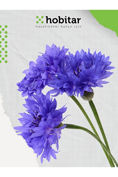 Genta Hobitar Mavi Kantaron Çiçek Tohumu - 440 Adet