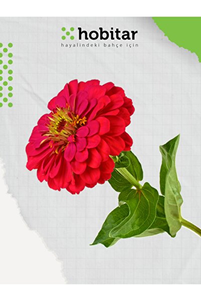 Genta Hobitar Kirli Hanım Çiçeği Tohumu - 150 Adet