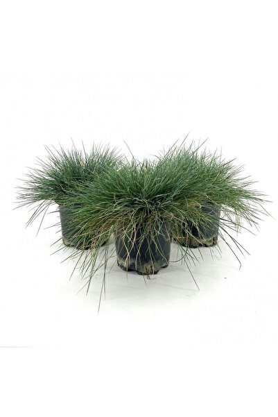 Bitkim Sende Videolu Natural Mavi Çim Bitkisi Fidanı 3 Adet 25-40 Cm Saksılı ...