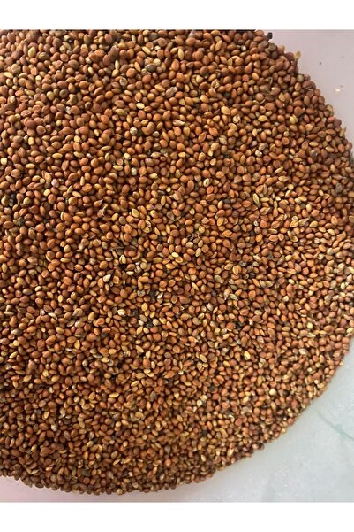 MİRZA Tilki Kuyruğu Kızıl Dal Darı Elenmişi 500 Gr