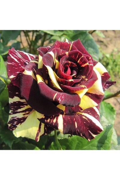 Bitkim Sende Videolu Sihirbaz Rengarenk Gül (35 45 CM) Tüplü Aşılı Gül Magici...