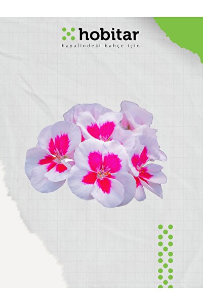 Genta Hobitar Karışık Renkli Gündüz Güzeli Çiçek Tohumu - 200 Adet