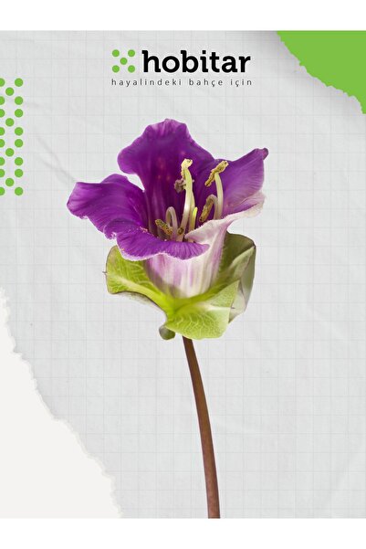 Genta Hobitar Çan Sarmaşığı Çiçek Tohumu - 10 Adet