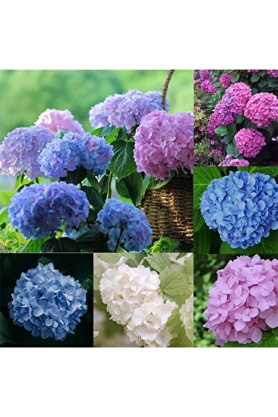 Wallstar Ortanca Çiçeği, Ortanca Fidanı 10 Adet Tüplü