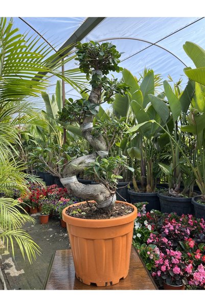 4 Mevsim Ticaret Es Bonsai
