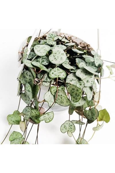 Fidanburada Kalp Kalbe Karşı (Ceropegia Woodii) Askılı Saksılı
