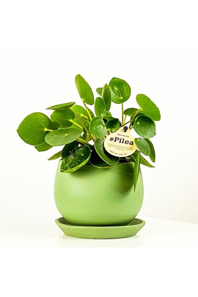 Fidanburada Baby Pilea Mint Yeşili Curvy Saksılı