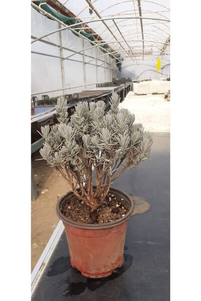 artemisiatıbbibitki Lavanta Fidesi 2 Yaşında 8 Cm Saksıda