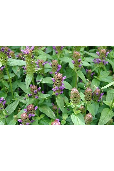 artemisiatıbbibitki Yara Otu Fidesi Saksıda - 14 Cm'lik Saksı