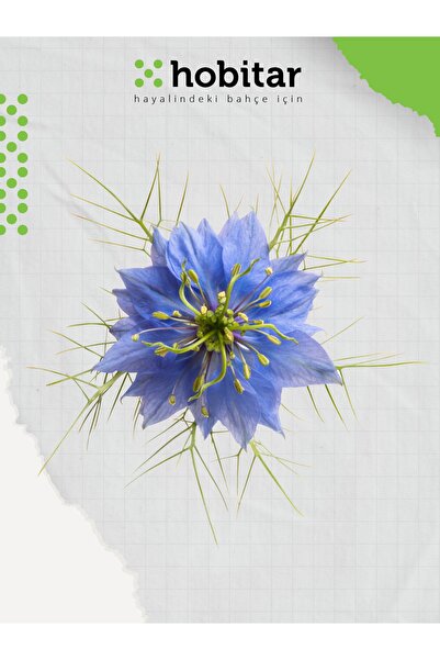 Genta Hobitar Karışık Renkli Çörekotu Tohumu - 635 Adet