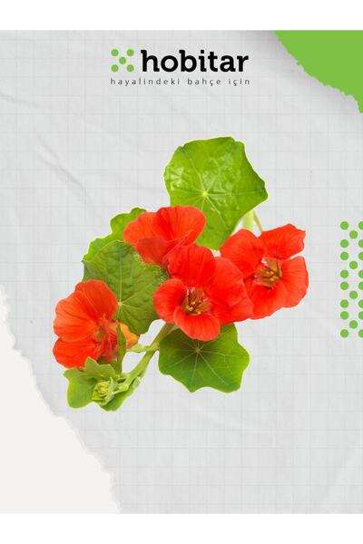 Genta Hobitar Karışık Renkli Latin Çiçeği Tohumu - 24 Adet