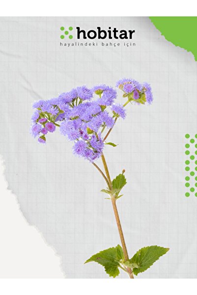 Genta Hobitar Mavi Vapur Dumanı Çiçek Tohumu - 600 Adet