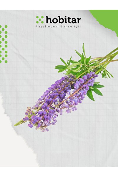 Genta Hobitar Acı Bakla Lüpen Çiçek Tohumu - 80 Adet