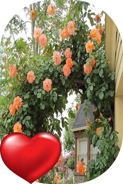 Genel Markalar 1 Adet Gül Fidanı Sarmaşık Yavru Ağzı Açık Kök Kokulu Yedivere...