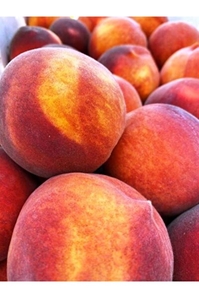 ahalfidan Tüplü Yarı Bodur Lezzetli Elegant Lady Şeftali Fidanı