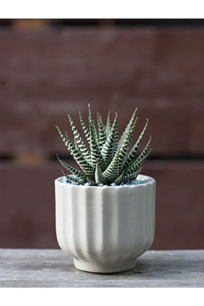 Bitkim Sende Haworthia Zebrina Yılanderisi Sukulent Bitki