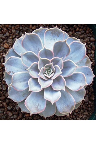 Bitkim Sende Echeveria Lilacina Var Sukulent Bitki