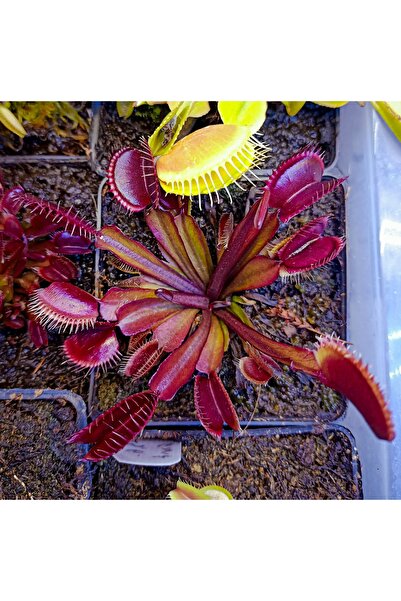 mobuflora Kırmızı Dionaea Muscipula "akai Ryu" Sinek Kapan Etobur Bitki Yetişkin