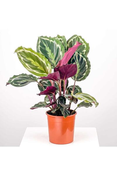 Fidanburada Kalatya-calathea Medallion-ithal 30-40cm