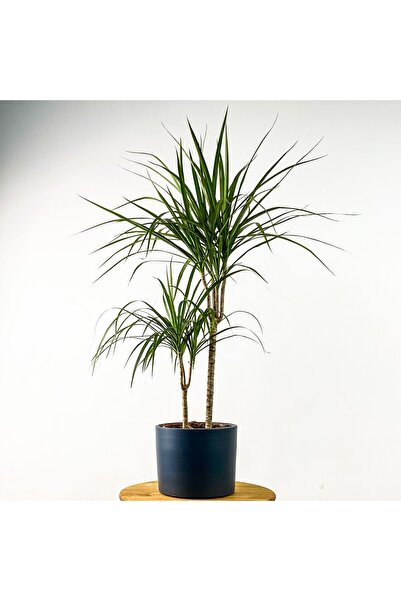 Fidanburada Dracaena Marginata 2 Gövdeli Ruby Antrasit Saksılı 100-120cm