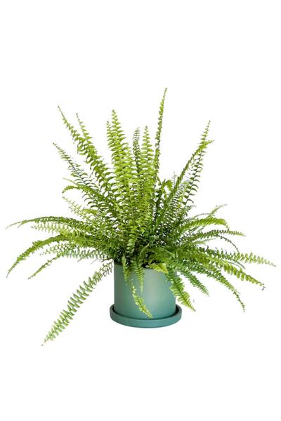 Fidanburada Aşk Merdiveni Nephrolepis Yeşil Ruby Saksılı