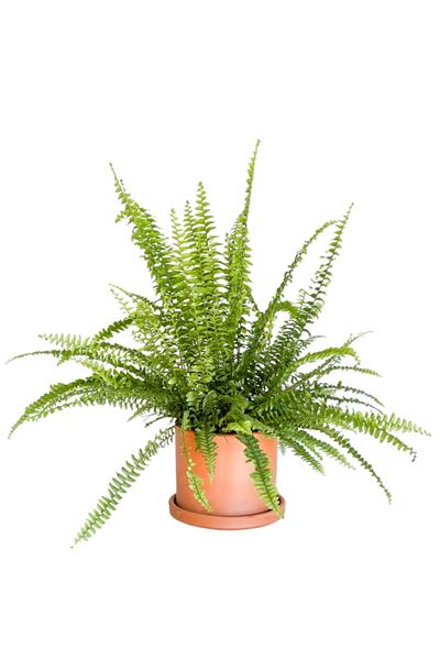 Fidanburada Aşk Merdiveni Nephrolepis Terra Cotta Ruby Saksılı