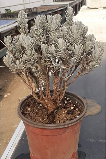 artemisiatıbbibitki Lavanta Fidesi 2 Yaşında 8 Cm Saksıda