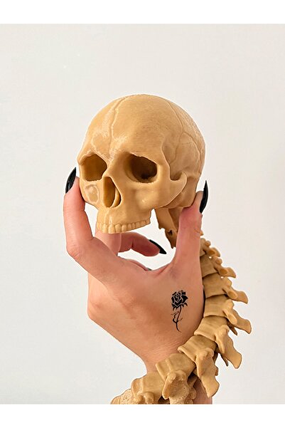 Alvina Atölye Predator Insan Kafatası Ödülü Hareketli Kafatası ve Omurga Figü...