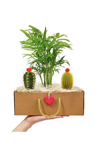 çiçekseli Hediye Kutusunda Dağ Palmiyesi Chamadorea Kaktüs Set & Ev Ofis Salo...