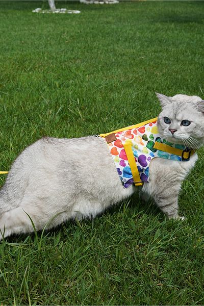 Patipatron Anti-Escape Cat Walking Leash and Small Breed Dog Walking Leash