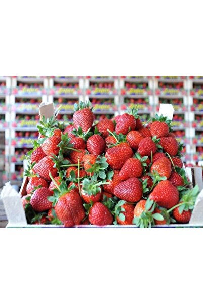Genel Markalar 5 Adet Festival Çilek Fidanı Açık Kök 52 Ay Dikim Taze Söküm G...