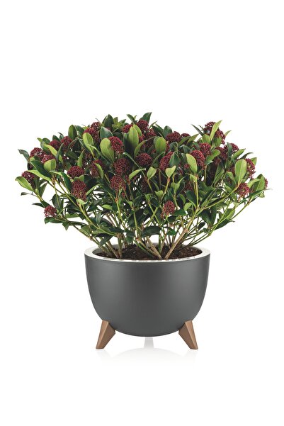 Genel Markalar Kendinden Süzgeçli Dekoratif Ufo Saksı 2lt No 1