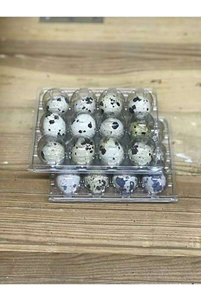 TOSUN 3*12’li Taze Bıldırcın Yumurtası