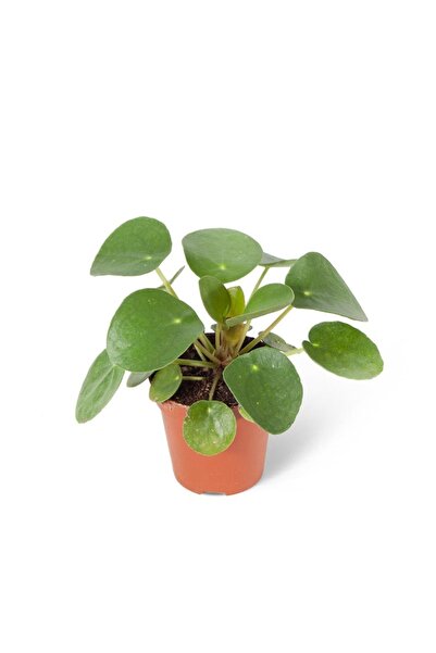 Wallstar Pilea Peperomioides Şans Çiçeği Saksıda