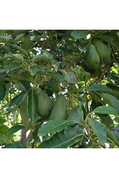 YAĞMUR FİDANCILIK Aşılı Avakado 2 Yaş Zutano