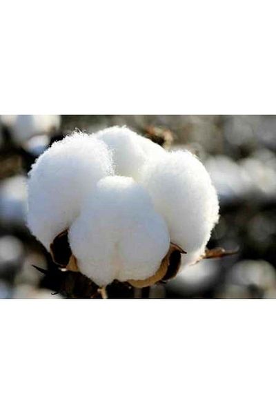 Mandaş 2-Piece Cotton Pillow Inner Filling 1500gr 100% Natural Cotton Filled (50x70)