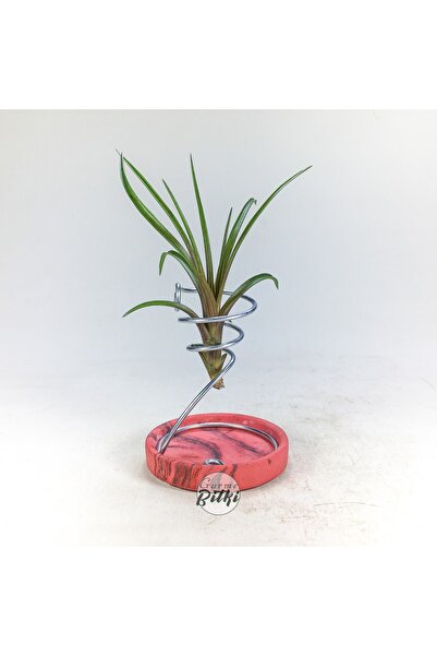 Gurme Bitki Tillandsia Cyanea (M) - El Yapımı Dekoratif Standı Ile Mini Hava ...