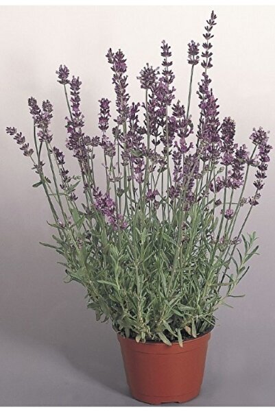 SVERYVERTS Lavanta Tohumu 1 Paket 10-15 Adet Lavanta Çiçeği Tohumu