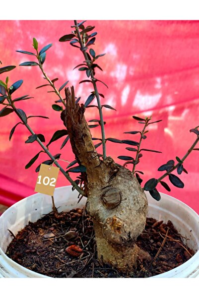 Kuzey Ege Delice Zeytin Bonsai Adayı Yaklaşık 25 cm 6 Yıllık 102