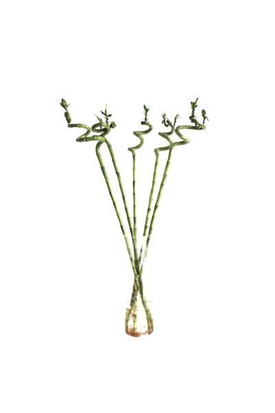 Betonish Lucky Bamboo (Şans Bambusu) (5 Adet)