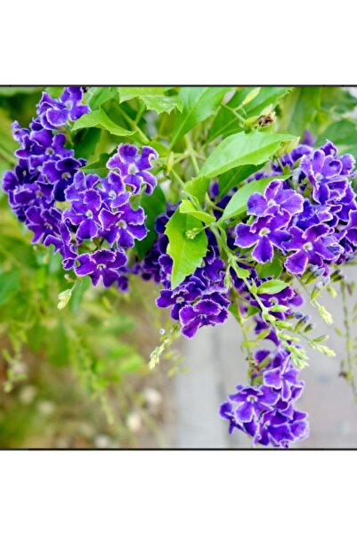 UZAY BAHÇESİ Duranda / Ağaç Menekşesi Fidanı 40-50 Cm